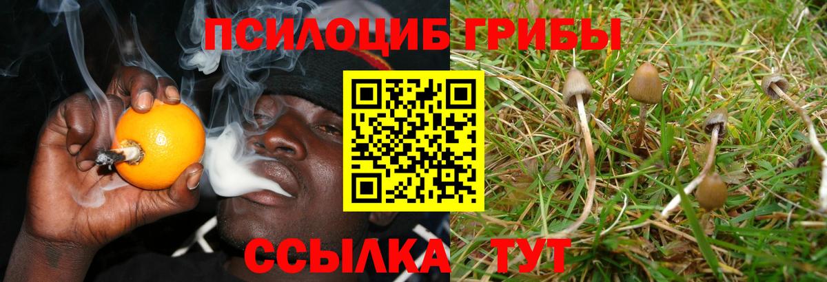 Галлюциногенные грибы прущие грибы  Вход с VPN  Гатчина  Псилоцибиновые грибы Psilocybe 